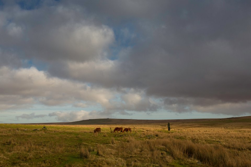 hare tor7